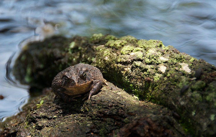 Frog enjoying the sun and a dry tree limb.