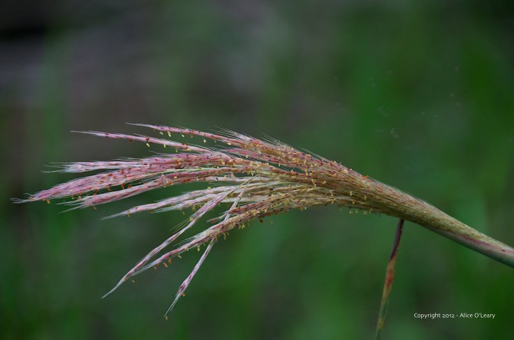 Grasses-2012 (1)