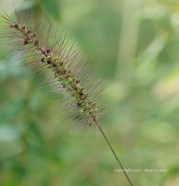 Grasses-2012 - 2