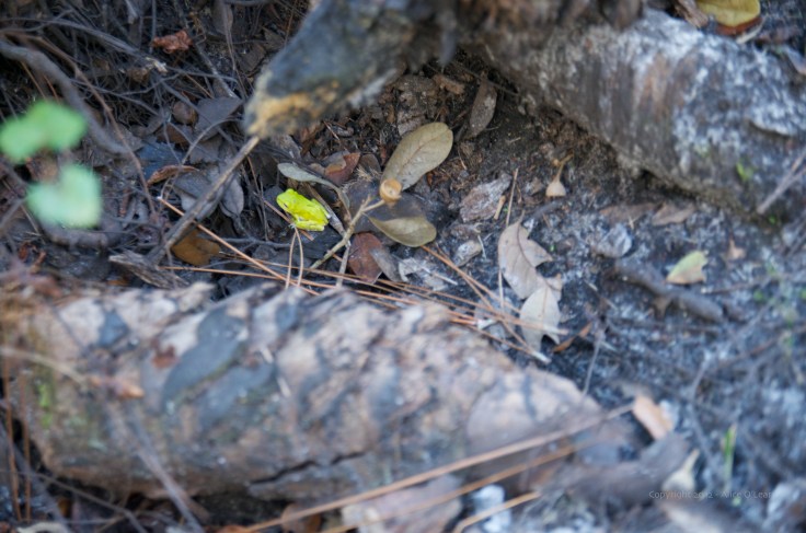 GreenFrog1