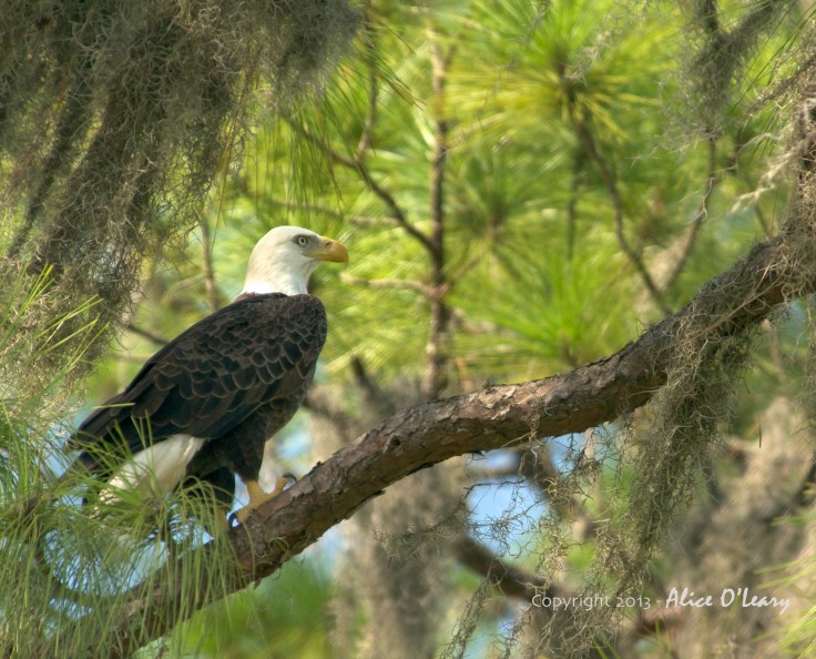 "Eagles don't flock, you have to find them one at a time." H. Ross Perot