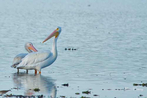 A wonderful bird is the pelican, His bill will hold more than his belican, He can take in his beak Enough food for a week But I'm damned if I see how the helican!