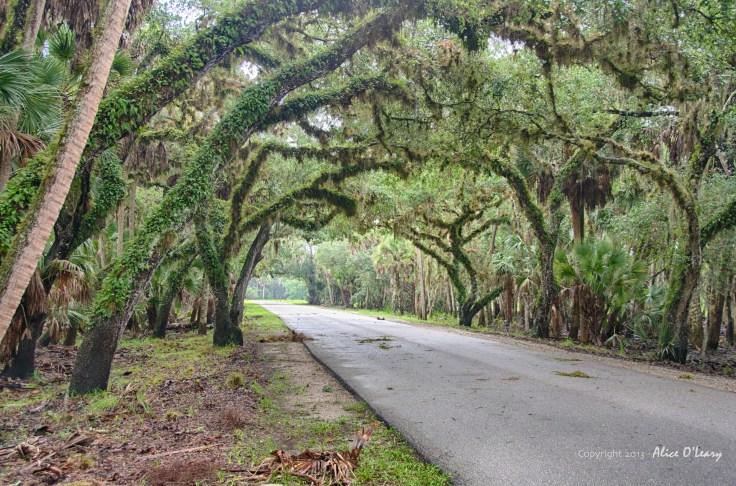 Main Drive in Myakka River State Park