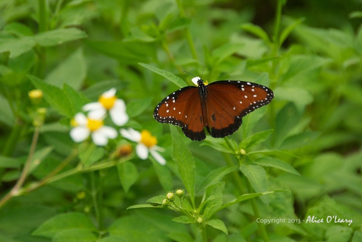 “The butterfly counts not months but moments, and has time enough.” Rabindranath Tagore