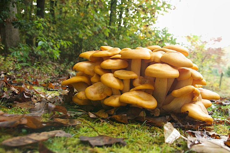 Unidentified mushrooms, possibly Velvet Foot.