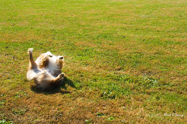 Tango's happy dance on an Indian Summer day.