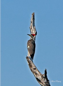 Pileated Woodpecker (Dryocopis pilestus). Taken in Florida in 2006.