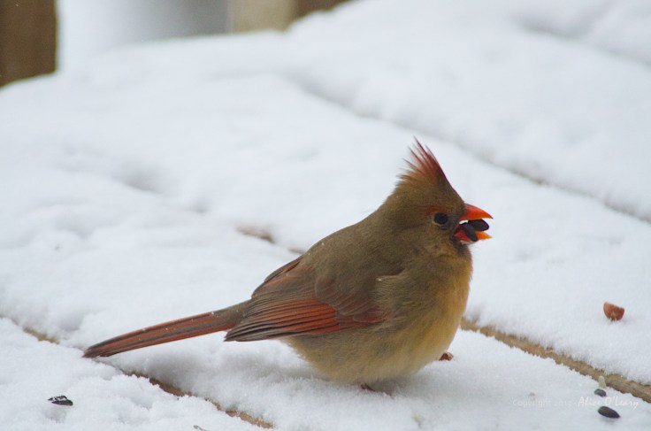 Female Northern Cardinal (Cardinalis cardinalis)