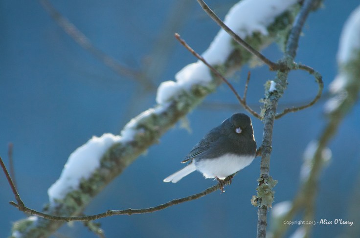 Dark-eyed Junco (Junco hyemalis) - Slate colored