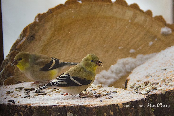 American Goldfinches