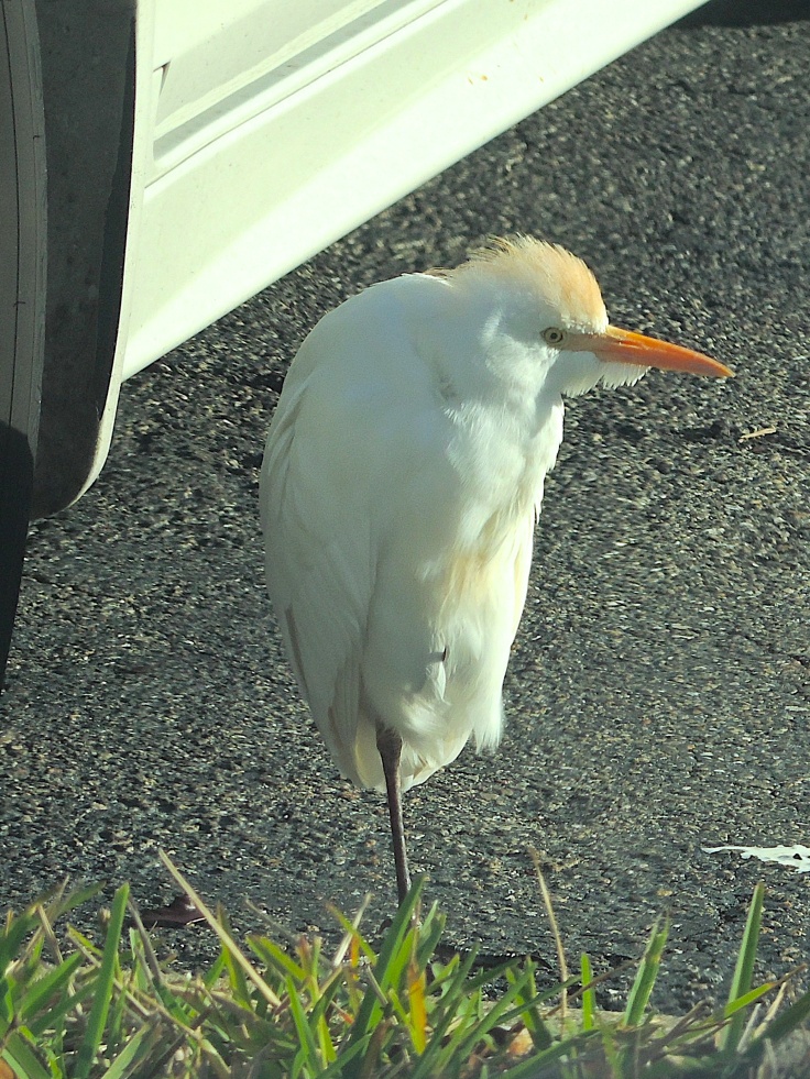 Cattle egret (Bubulcus ibis)