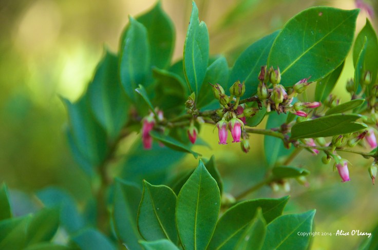 Wild Blueberry blossoms