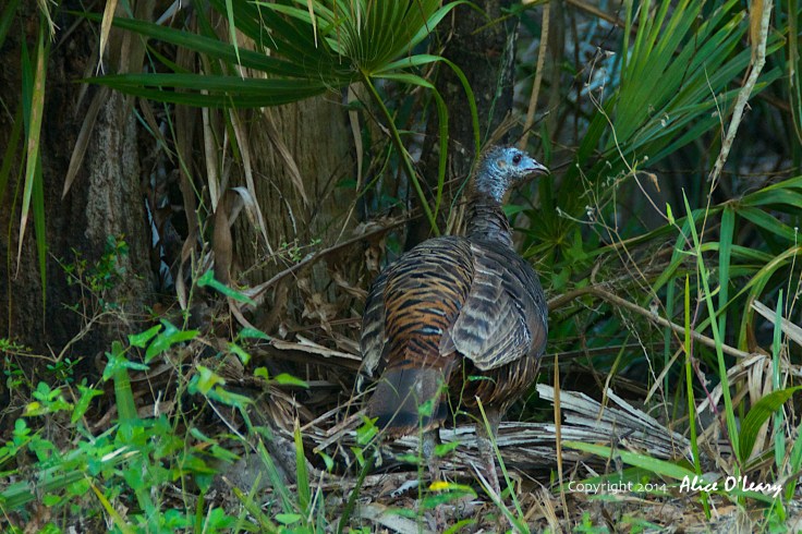 Wild Turkey (Meleagris gallopavo