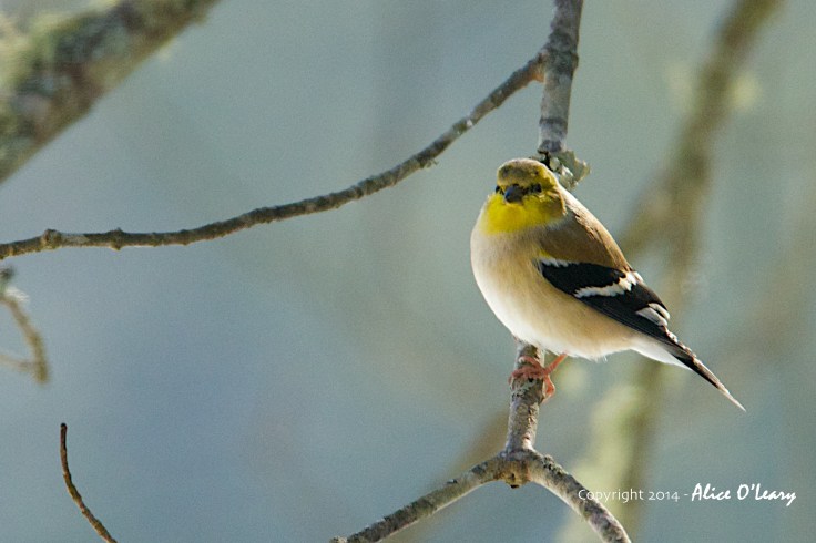 American Goldfinch