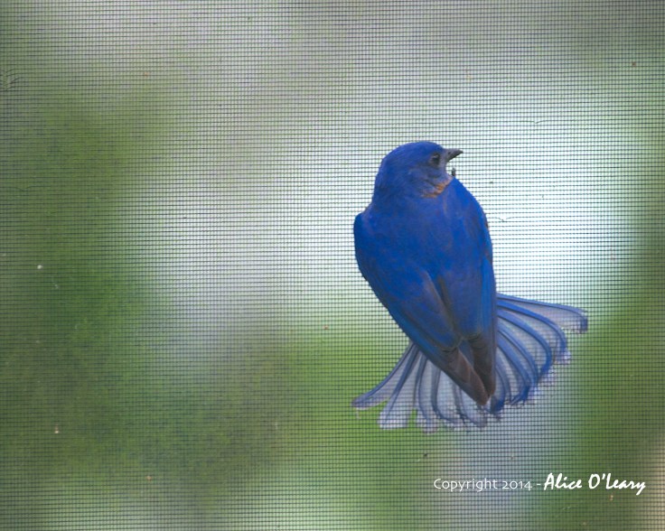 Bluebird 2