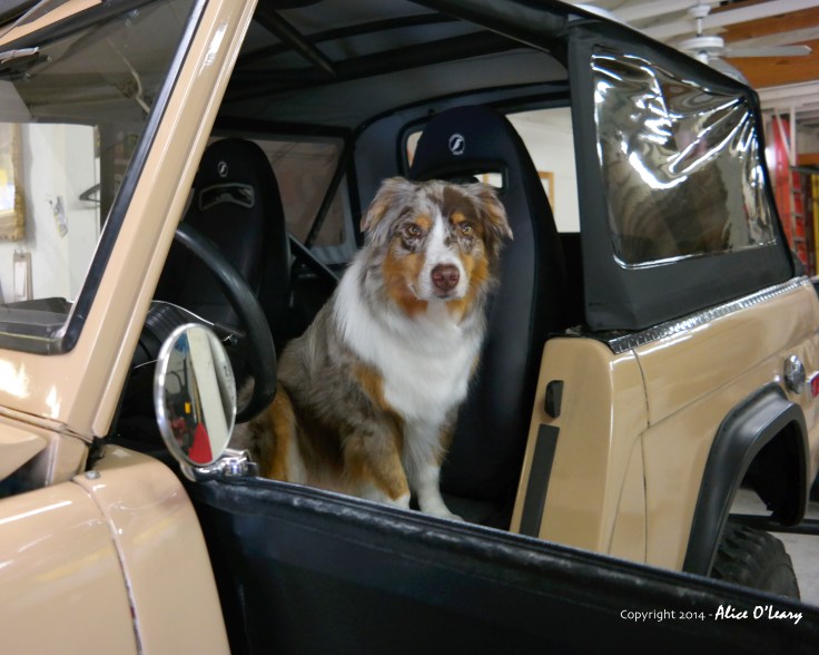 Tango and the Bronco