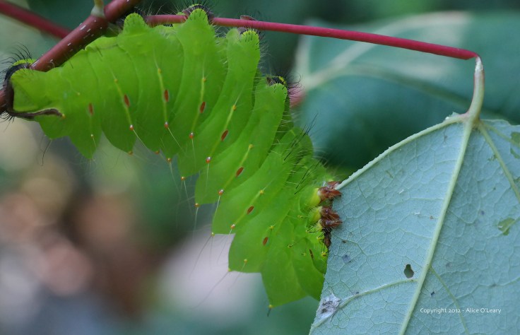 Mature larva of the Polyphemus moth