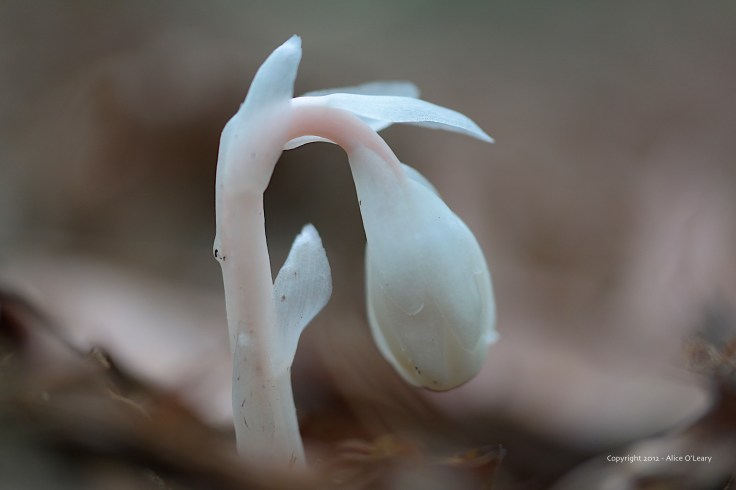 Indian Pipe (Monotropa uniflora)