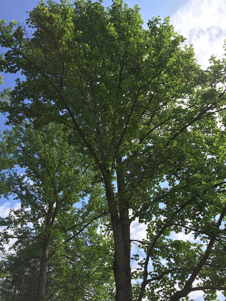 Tulip Poplar 2015 002