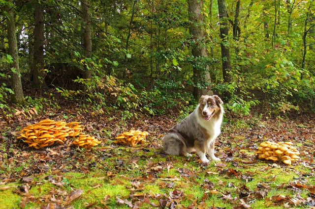 Tango in the Mushrooms